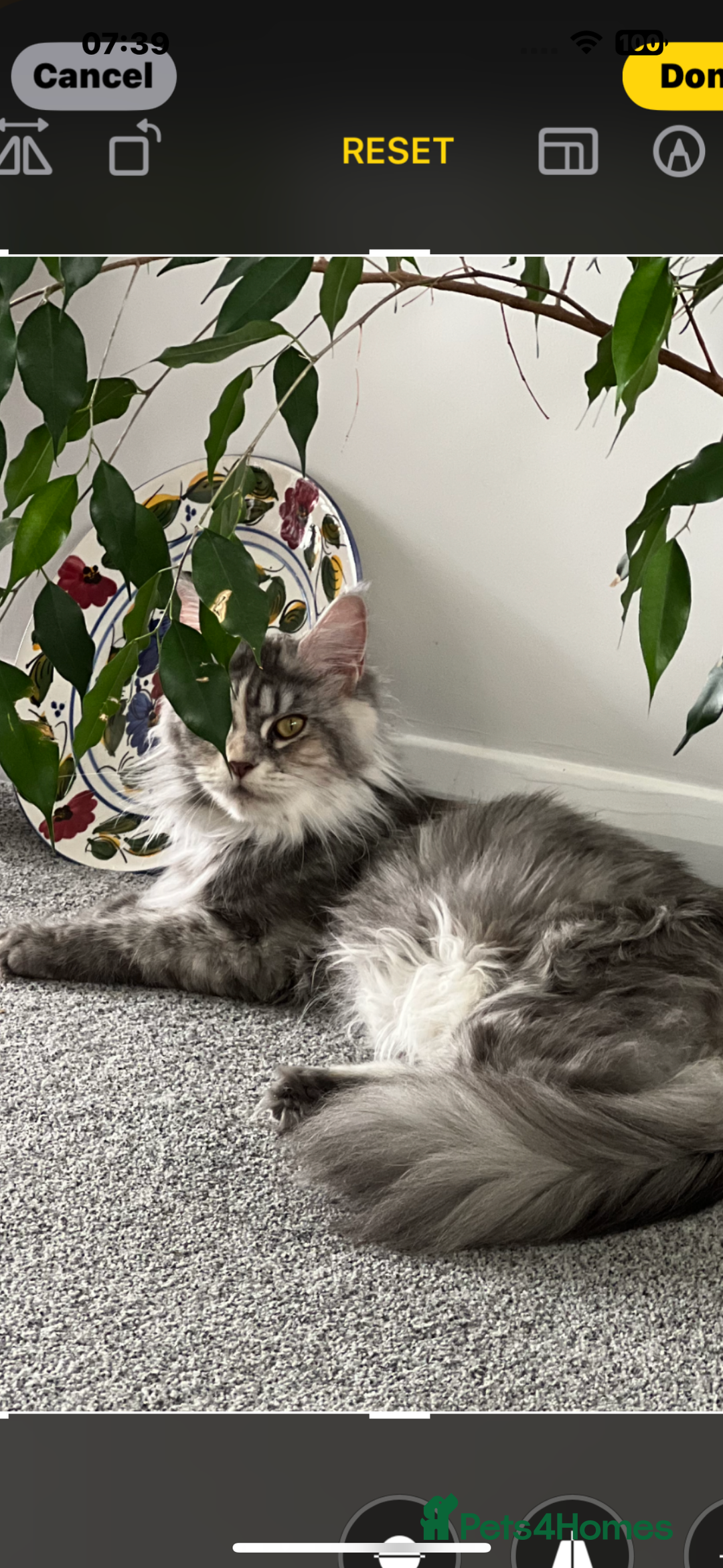 Maine Coon cats for sale: Superb full pedigree Maine Coon Kittens  - Advert 14