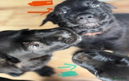 Mixed Breed dogs for sale: German Shepherd cross Mastiff - Image 22