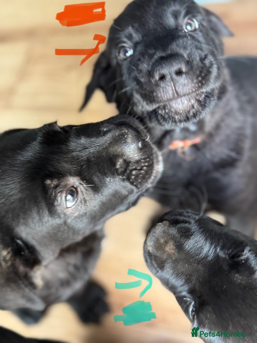 Mixed Breed dogs for sale: German Shepherd cross Mastiff - Image 22