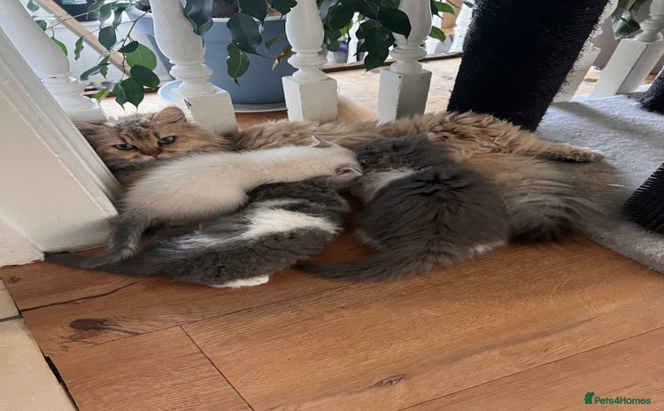 Selkirk Rex cats - Advert 10