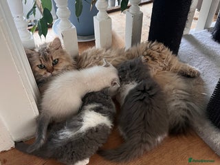 Selkirk Rex cats - Advert 1