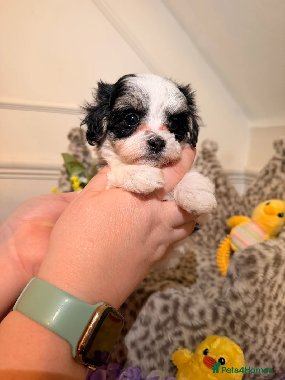 Maltipoo dogs for sale: 🌟 Exclusive DNA tested  **  Maltipoos  in Ware - Advert 24