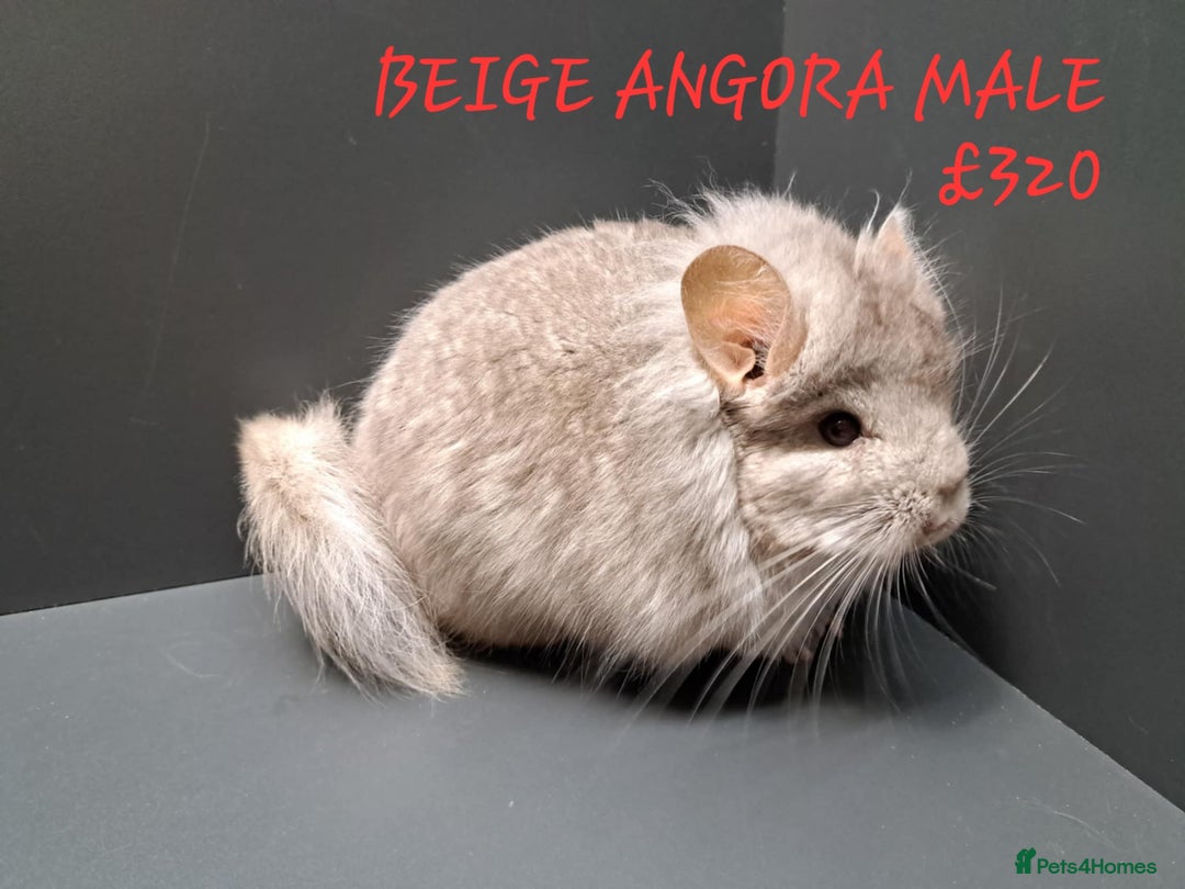 Chinchilla rodents for sale: STUNNING BABIES CHINCHILLA MIX COLOURS AND GENDER  - Image 6