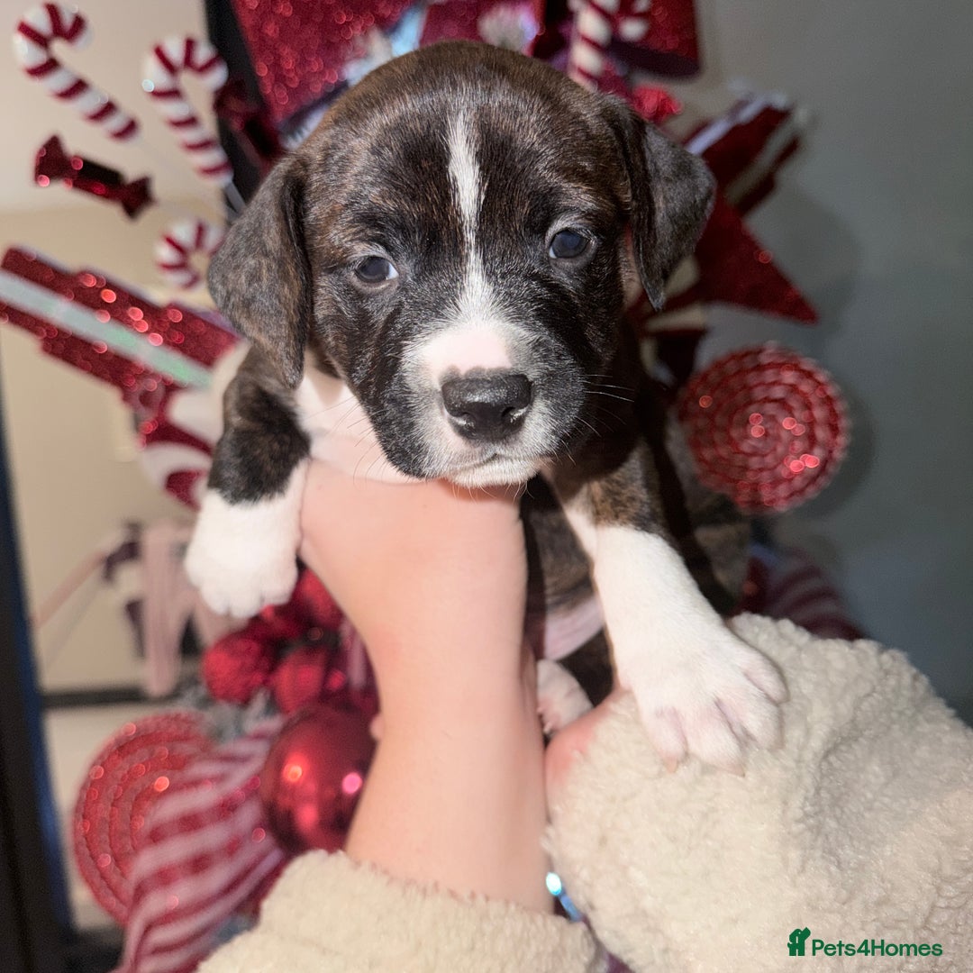 Staffordshire Bull Terrier dogs for sale: Staffy pups  - Advert 5