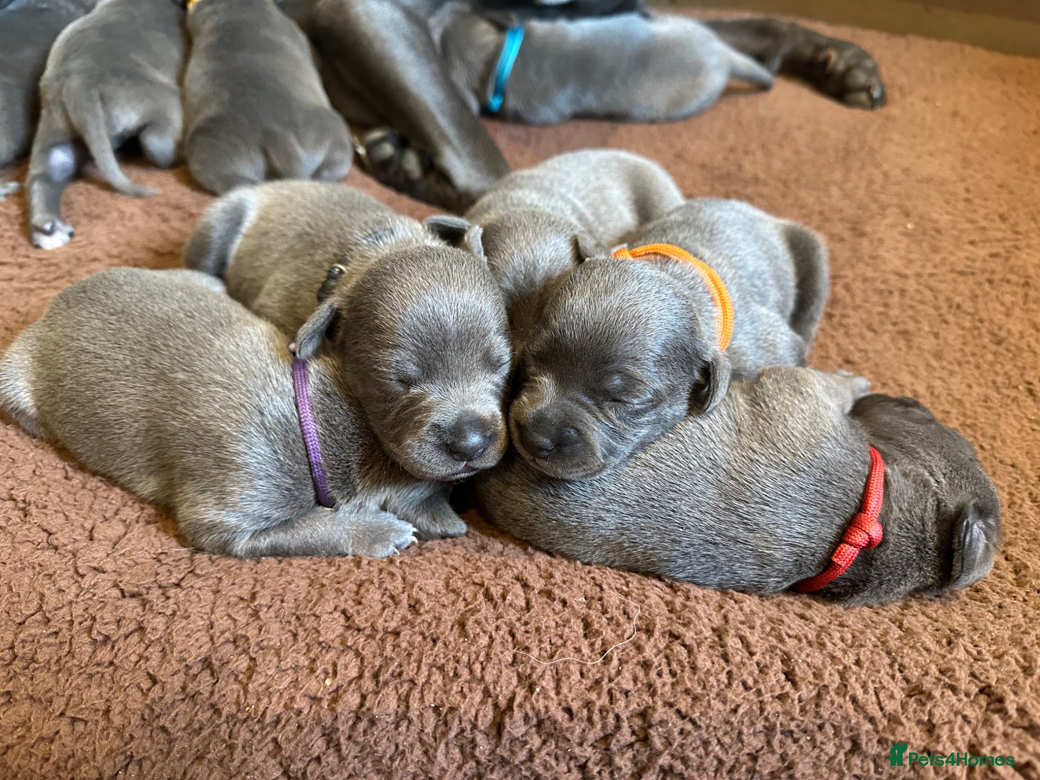 Staffordshire Bull Terrier dogs for sale: 🐾 Gorgeous Blue Staffordshire Bull Terriers Pups  - Advert 1