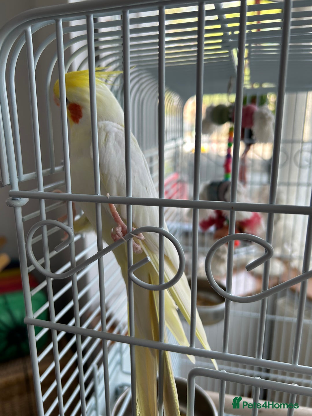 Cockatiels birds for sale: Ozzy and chip looking for a nice home - Image 6