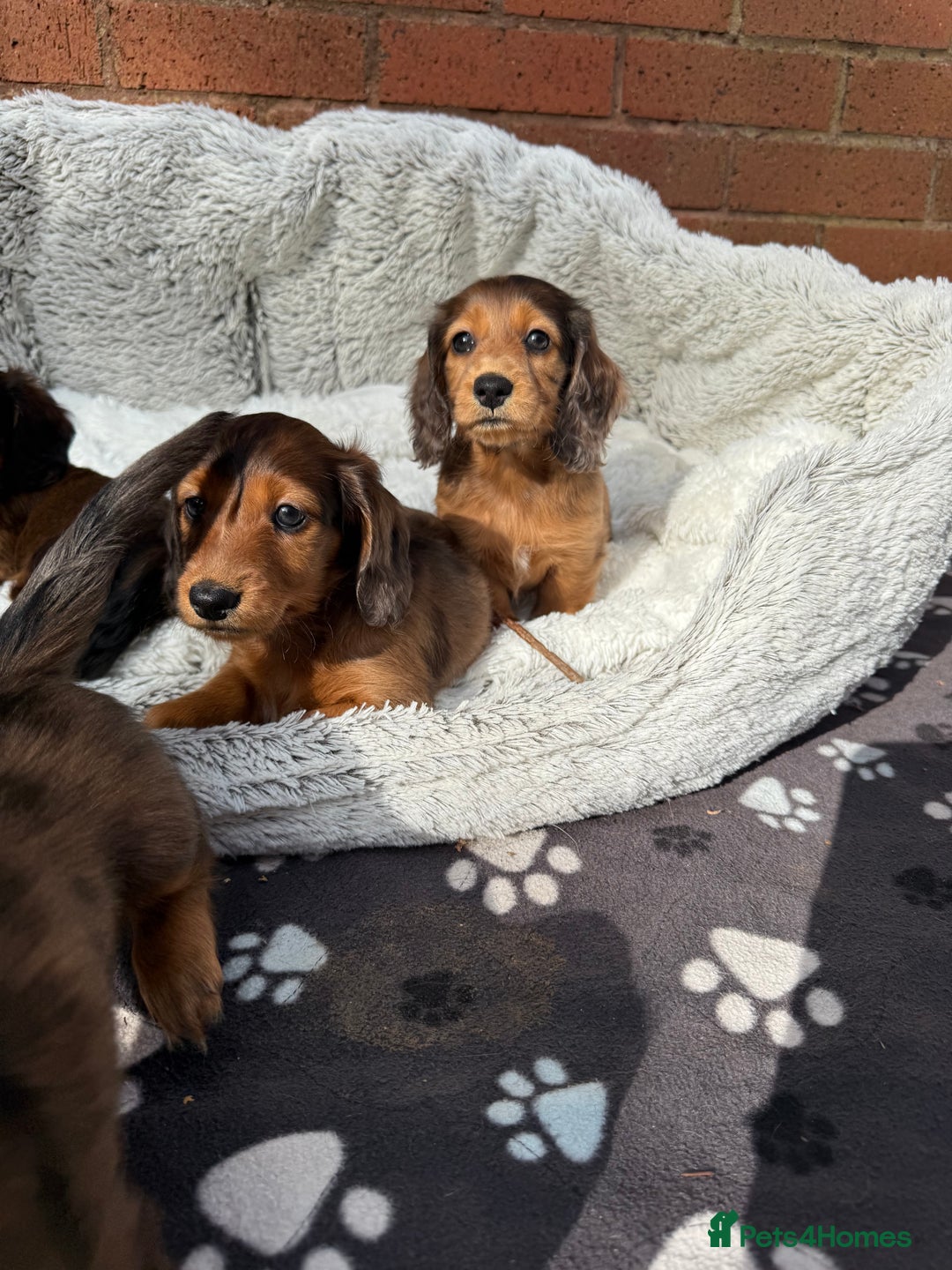 Miniature Dachshund dogs for sale: Mini long hair dapple dachshunds - Image 13