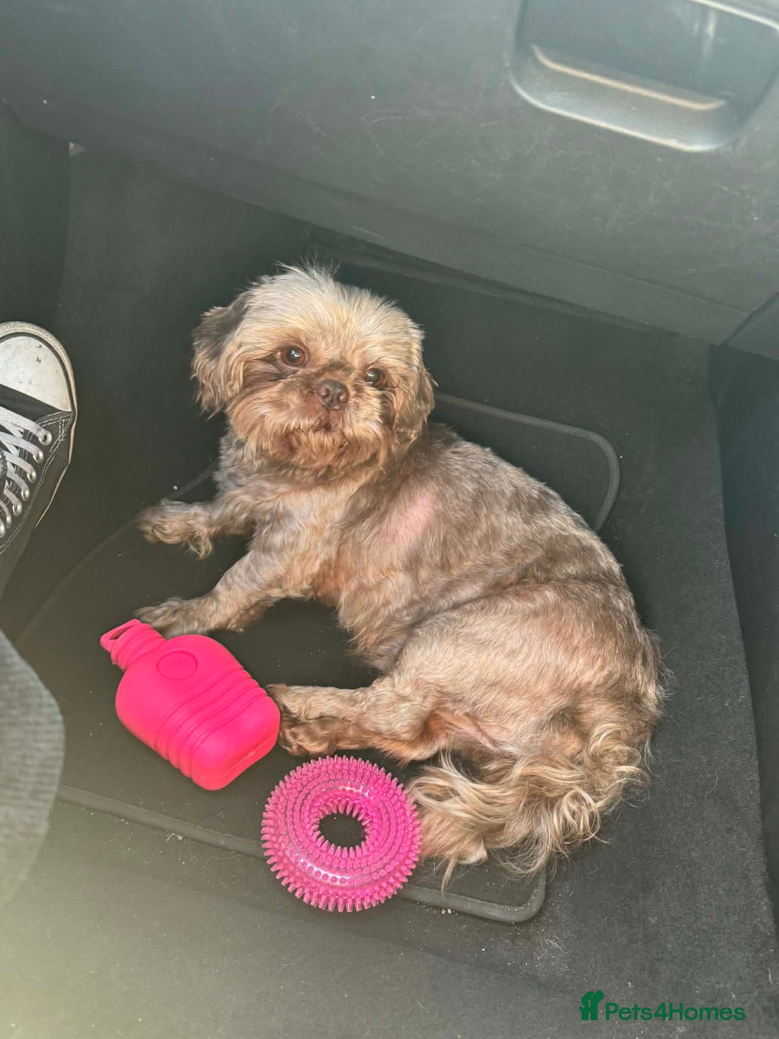 Shih Tzu dogs Coco  - Advert 1