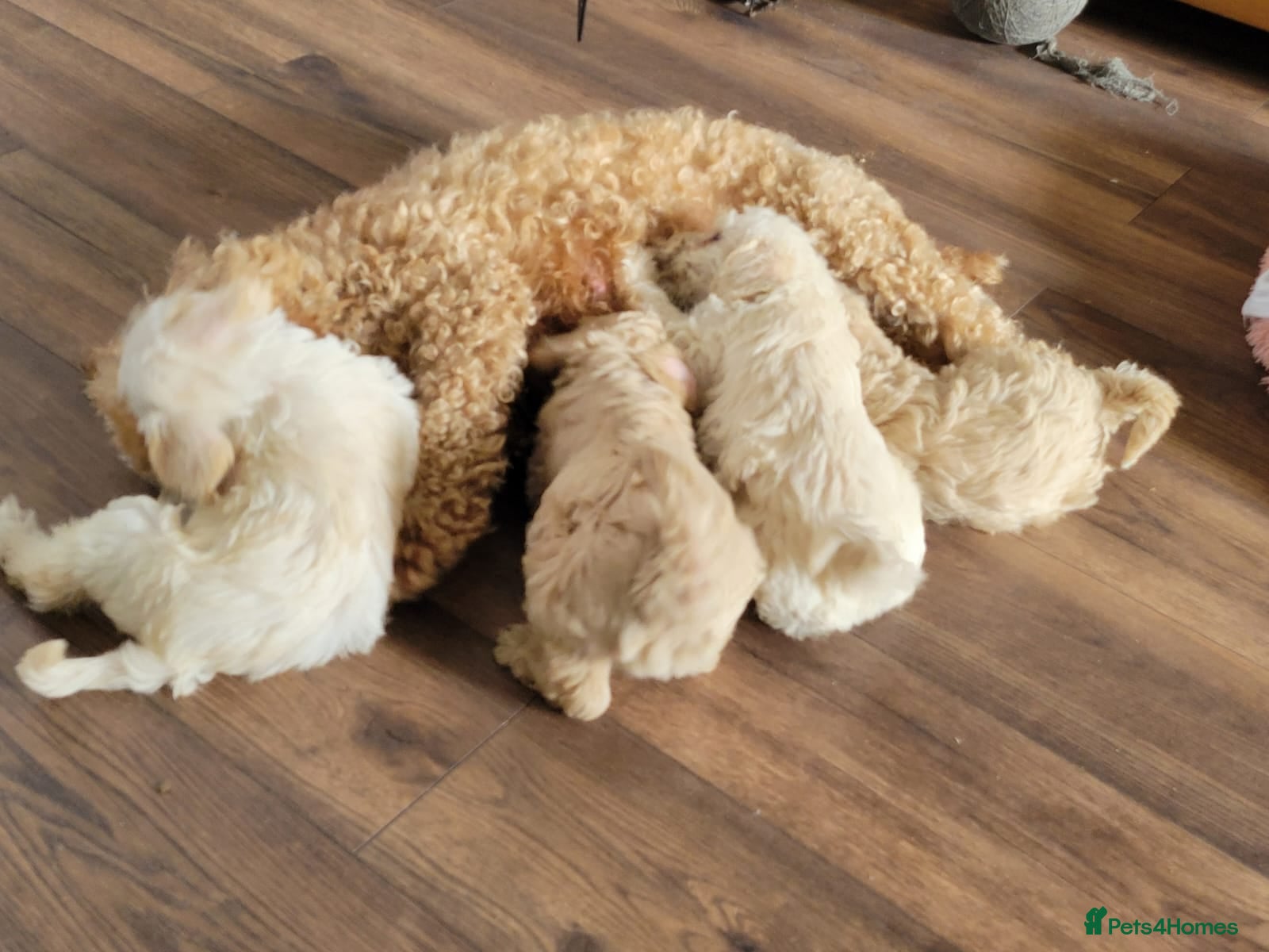 Mixed Breed dogs Cockerpoo/schnauzer - Advert 1