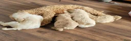 Mixed Breed dogs for sale: Cockerpoo/schnauzer - Advert 1