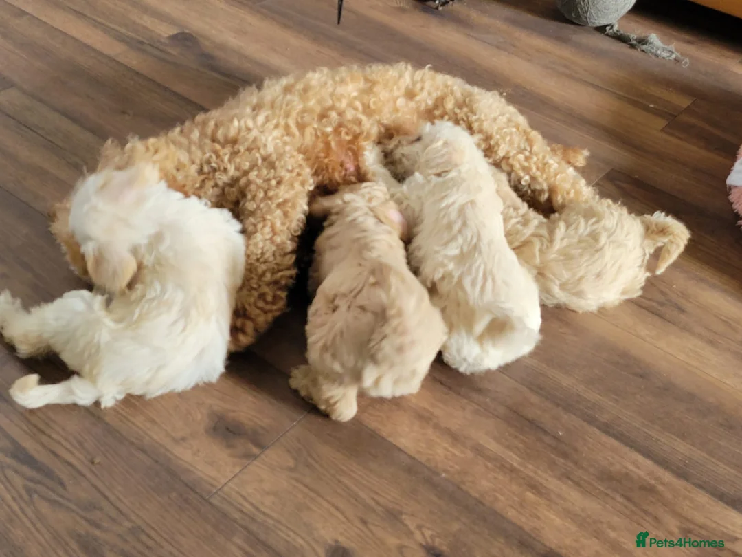 Mixed Breed dogs for sale: Cockerpoo/schnauzer - Advert 1