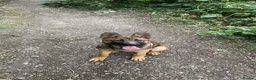 German Shepherd dogs for sale: 5 Months Old Working German Sheperd in Knaresborough - Advert 1