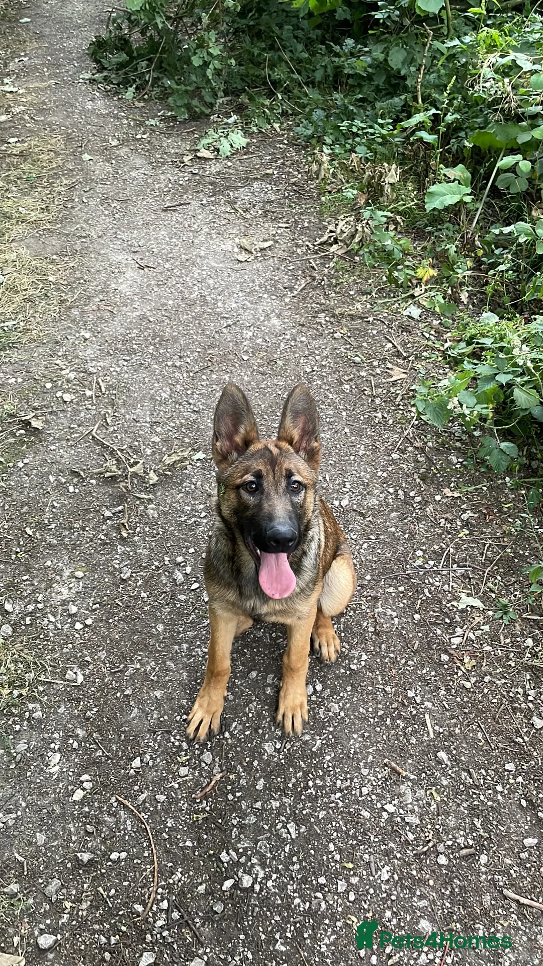German Shepherd dogs for sale: 5 Months Old Working German Sheperd in Knaresborough - Advert 1