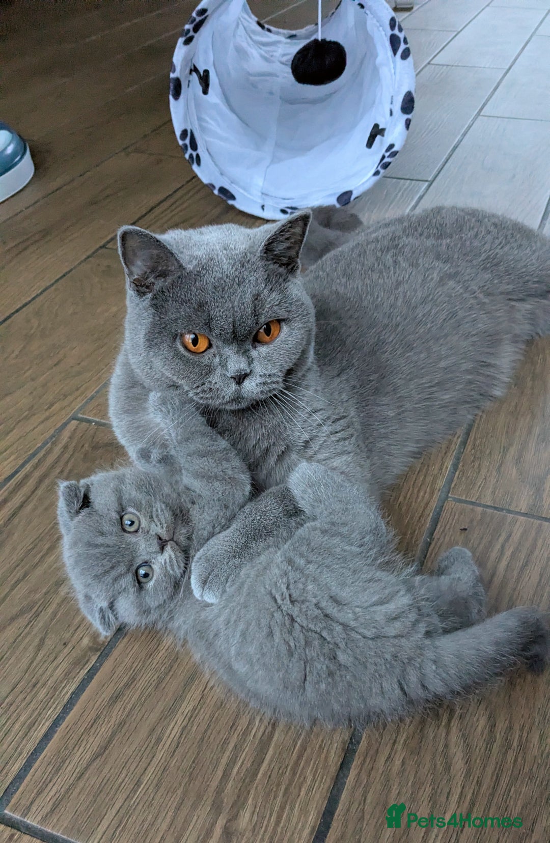 Scottish Fold cats for sale: TICA Reg, Pedigree Scottish Fold male kitten - Advert 5