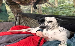 Mixed Breed dogs for sale: Male Dalmatian x Spaniel  in Glasgow - Image 5