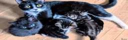 Mixed Breed cats for sale: Kittens looking for a  loving home! - Advert 1