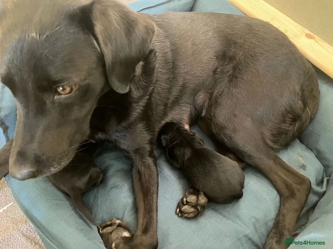 Labrador Retriever dogs for sale: Lovely Black Labrador boy puppy available in Bures - Advert 5