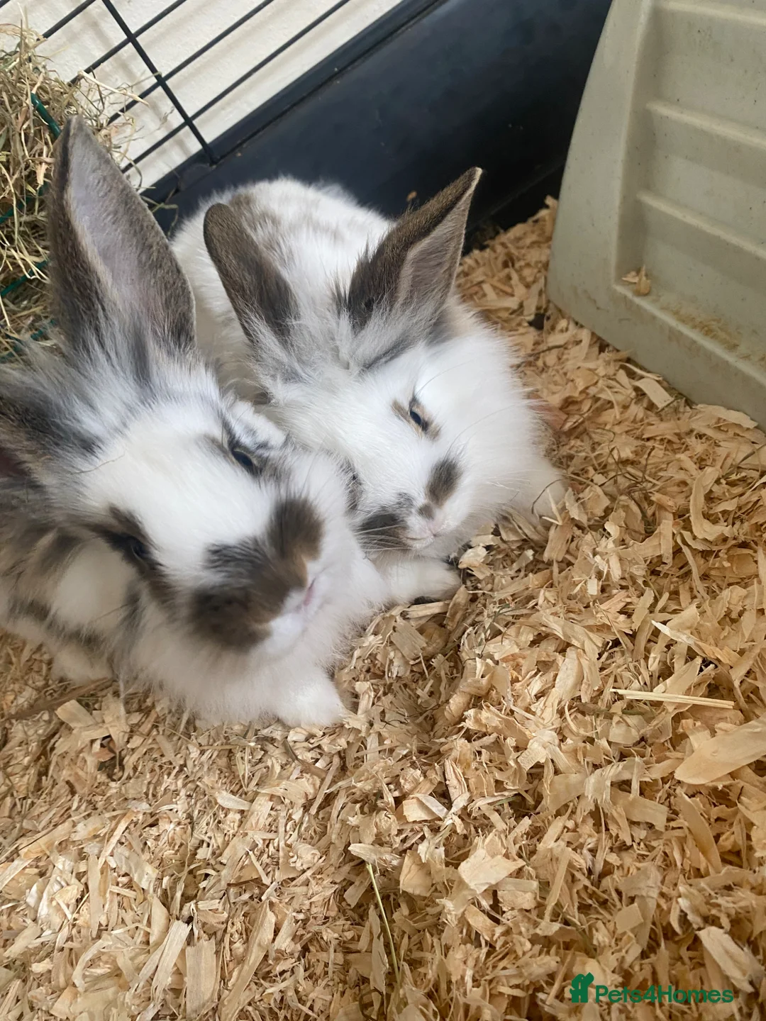 Lionhead rabbits for sale: Adorable Lionhead rabbits looking for Loving Homes - Advert 5