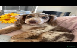 Miniature Dachshund dogs for stud: Frodo at Stud  in Milton Keynes - Image 6