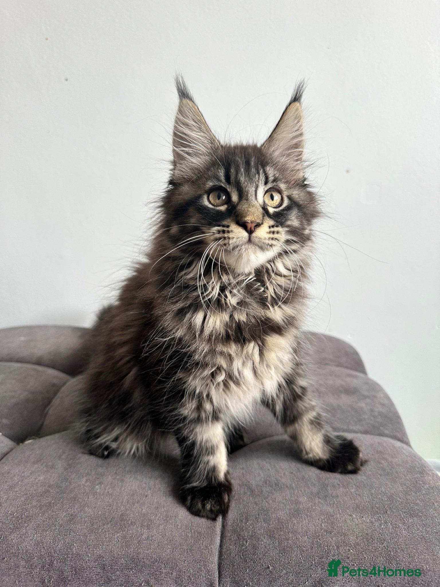 Maine Coon cats Gorgeous registered Maine coon girl- ready now - Advert 1