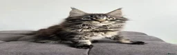 Maine Coon cats for sale: Gorgeous registered Maine coon girl- ready now - Advert 1