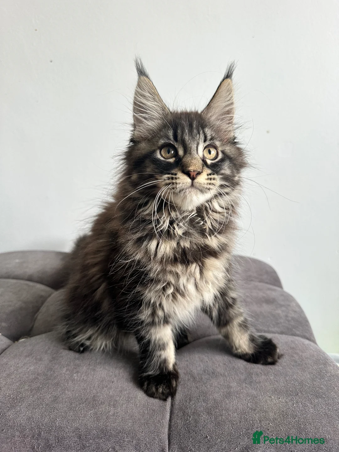Maine Coon cats for sale: Gorgeous registered Maine coon girl- ready now - Advert 1