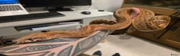 Snake reptiles for sale:  Beautiful Female Sonoran Sigma Boa – CB23 - Advert 2