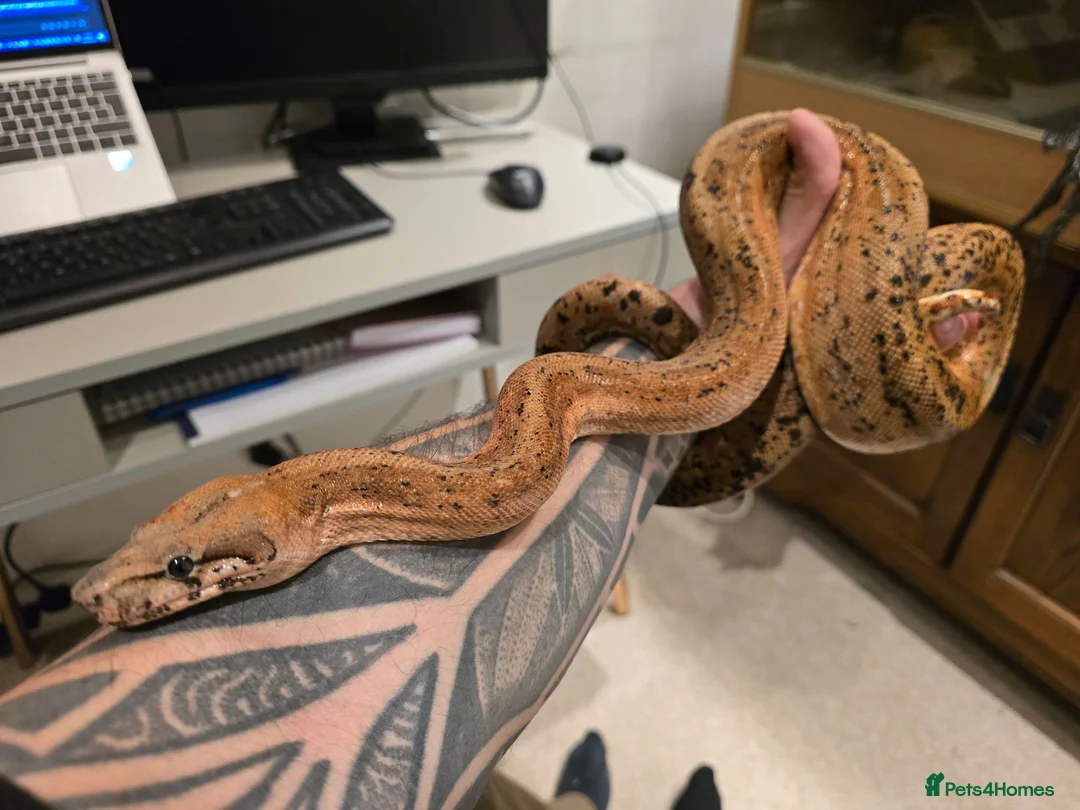 Snake reptiles for sale:  Beautiful Female Sonoran Sigma Boa – CB23 - Advert 2