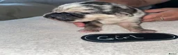 Mixed Breed dogs for sale: Cane shepherds - Advert 19