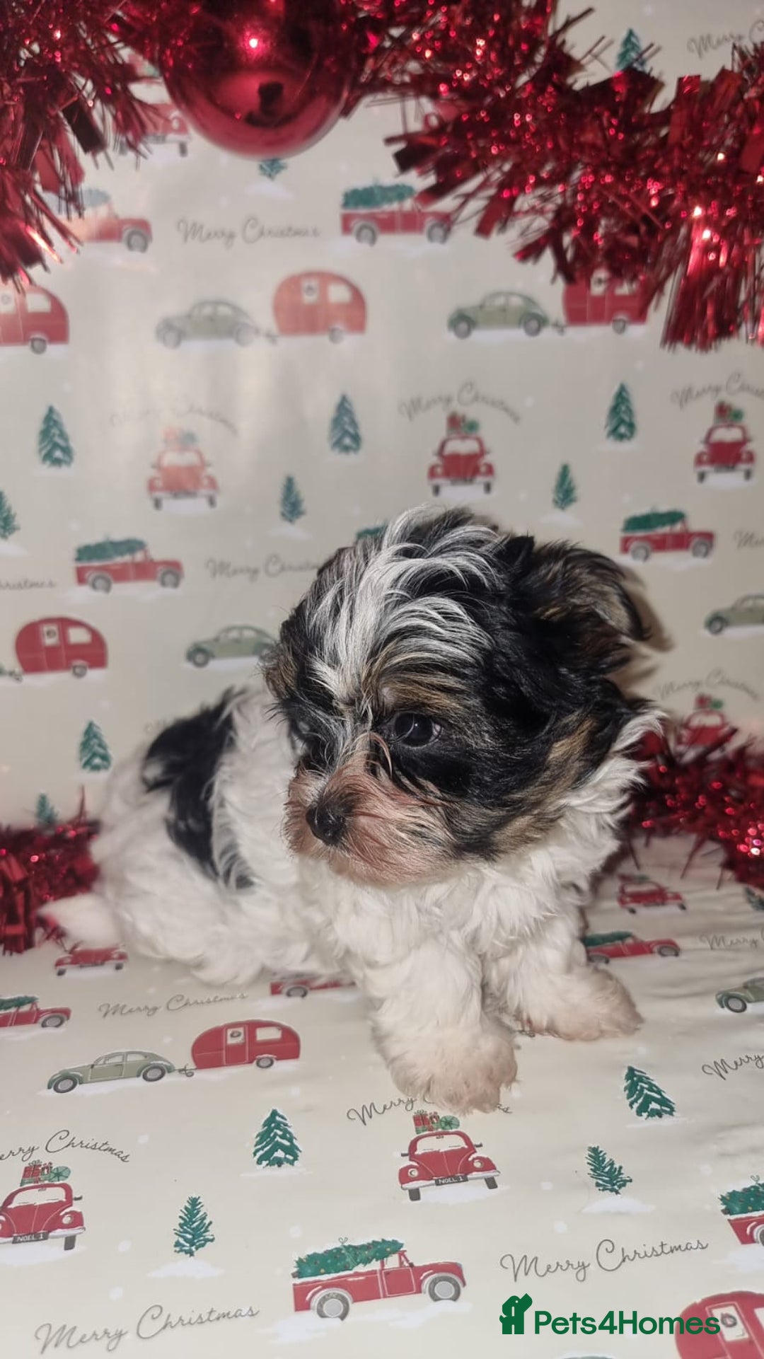 Biewer Terrier dogs for sale: Stunning biewer tirrer boys - Advert 3