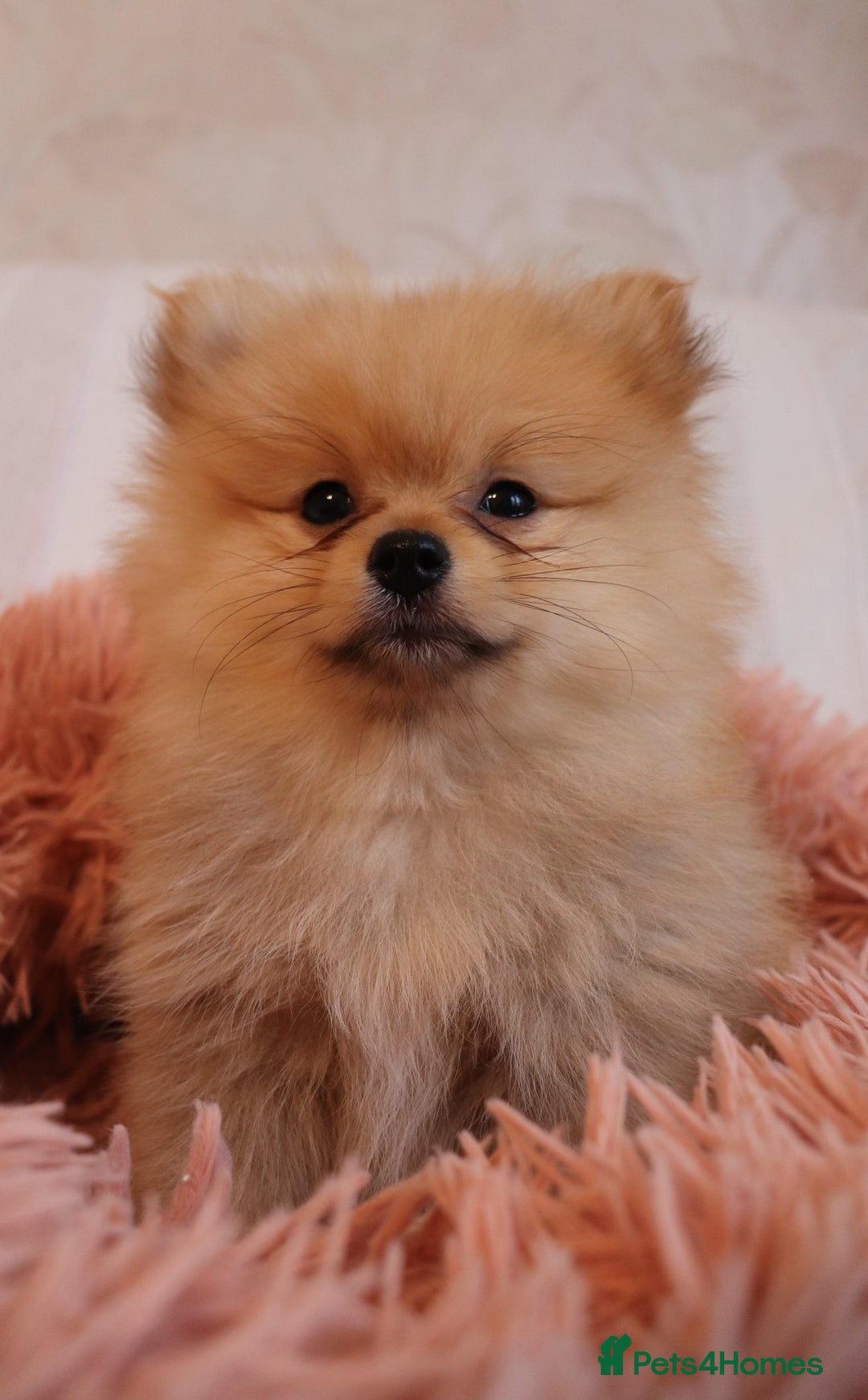 Pomeranian dogs for sale: Purebred Pomeranian Pups Raised with Love in LDN - Image 29