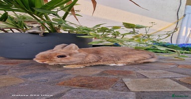 Netherland Dwarf rabbits - Advert 16