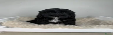 Cavapoo 3