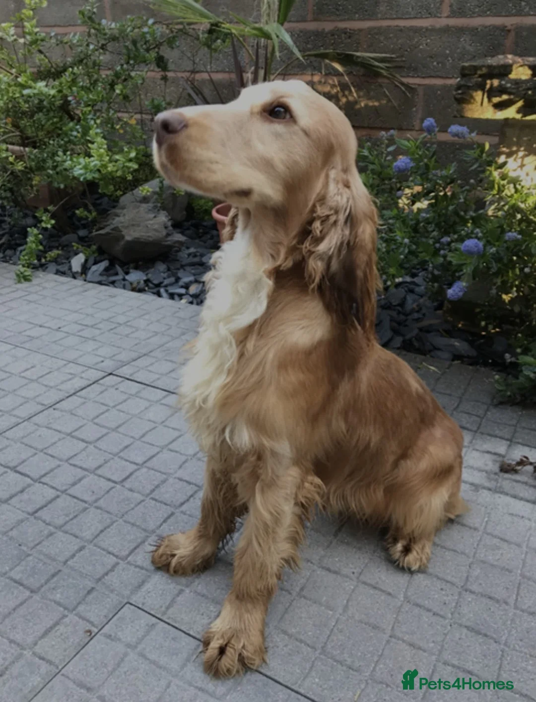 Cocker Spaniel dogs for sale: Male cocker spaniel pups - Advert 14