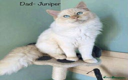 Bengal cats for sale: Bengal x Ragdoll Kittens - Advert 19