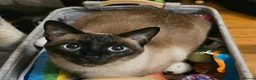 Siamese cats for sale: Seal point Siamese Girl Seeking Her Forever Home - Advert 7