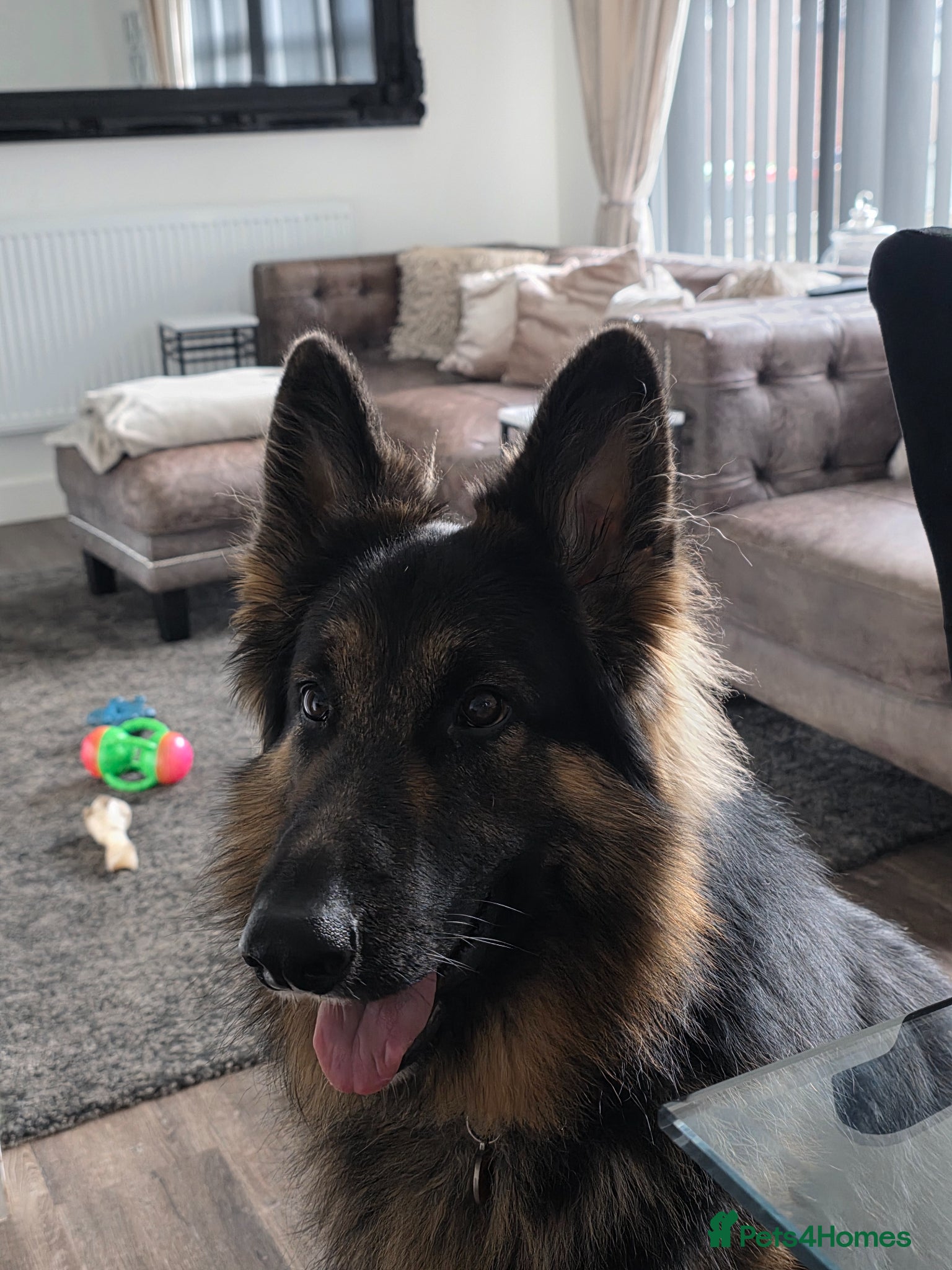 German Shepherd dogs 3 Year Old German Shepherd Dog semi long haired - Advert 1
