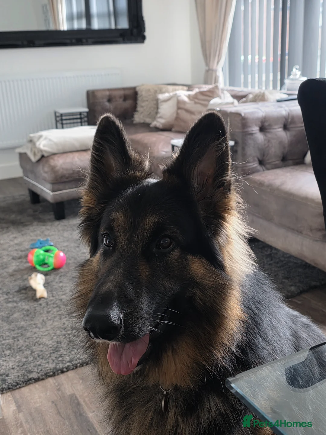 German Shepherd dogs for sale: 3 Year Old German Shepherd Dog semi long haired in Sutton-in-Ashfield - Advert 1