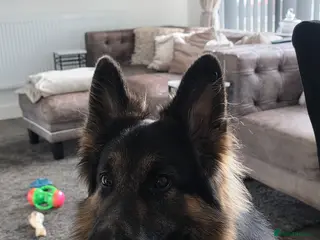 German Shepherd dogs 3 Year Old German Shepherd Dog semi long haired - Advert 1