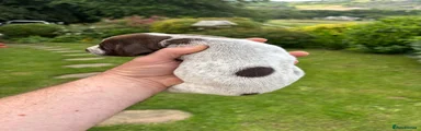 German Shorthaired Pointer 3