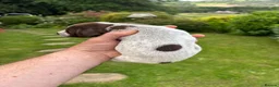 German Shorthaired Pointer dogs for sale: Adorable German Shorthaired Pointer Puppies  - Advert 12