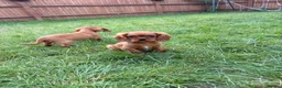 Cavalier King Charles Spaniel dogs for sale: Kc cavalier King Charles spaniel  - Advert 4