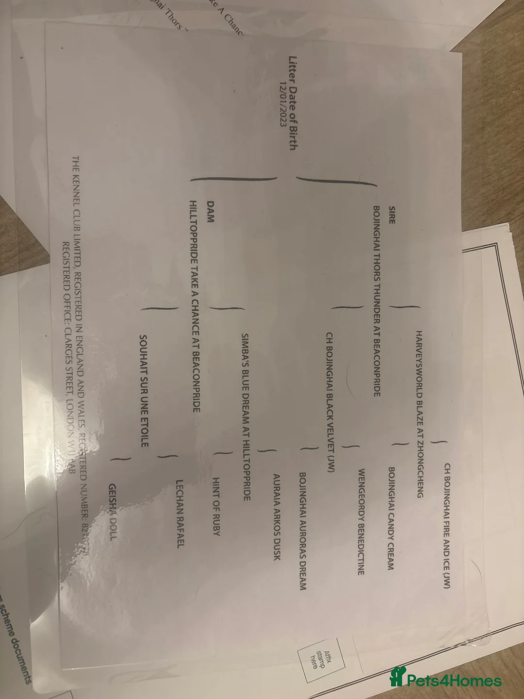 Chow Chow dogs for stud: Sully - Advert 2