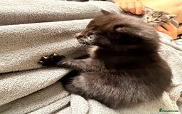 British Longhair cats for sale: 3 Kittens for sale  - Image 4