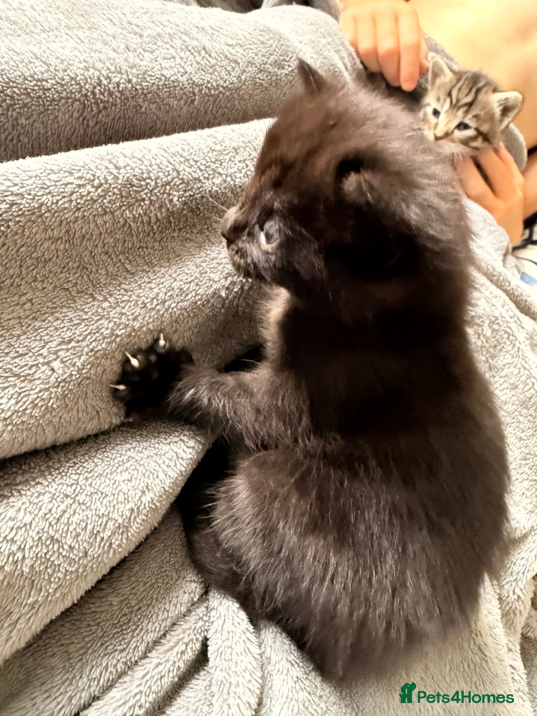 British Longhair cats for sale: 3 Kittens for sale  - Image 4