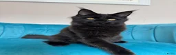 Maine Coon cats for sale: TICA Pedigree Registered Maine Coon Kittens - Advert 23