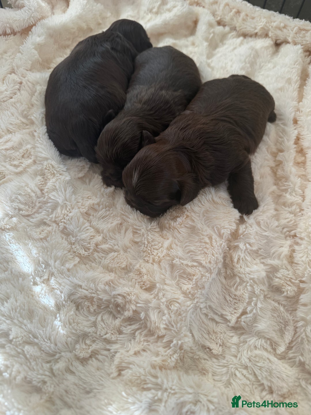 Shih Tzu dogs for sale: Imperial Shihtzu  - Advert 5