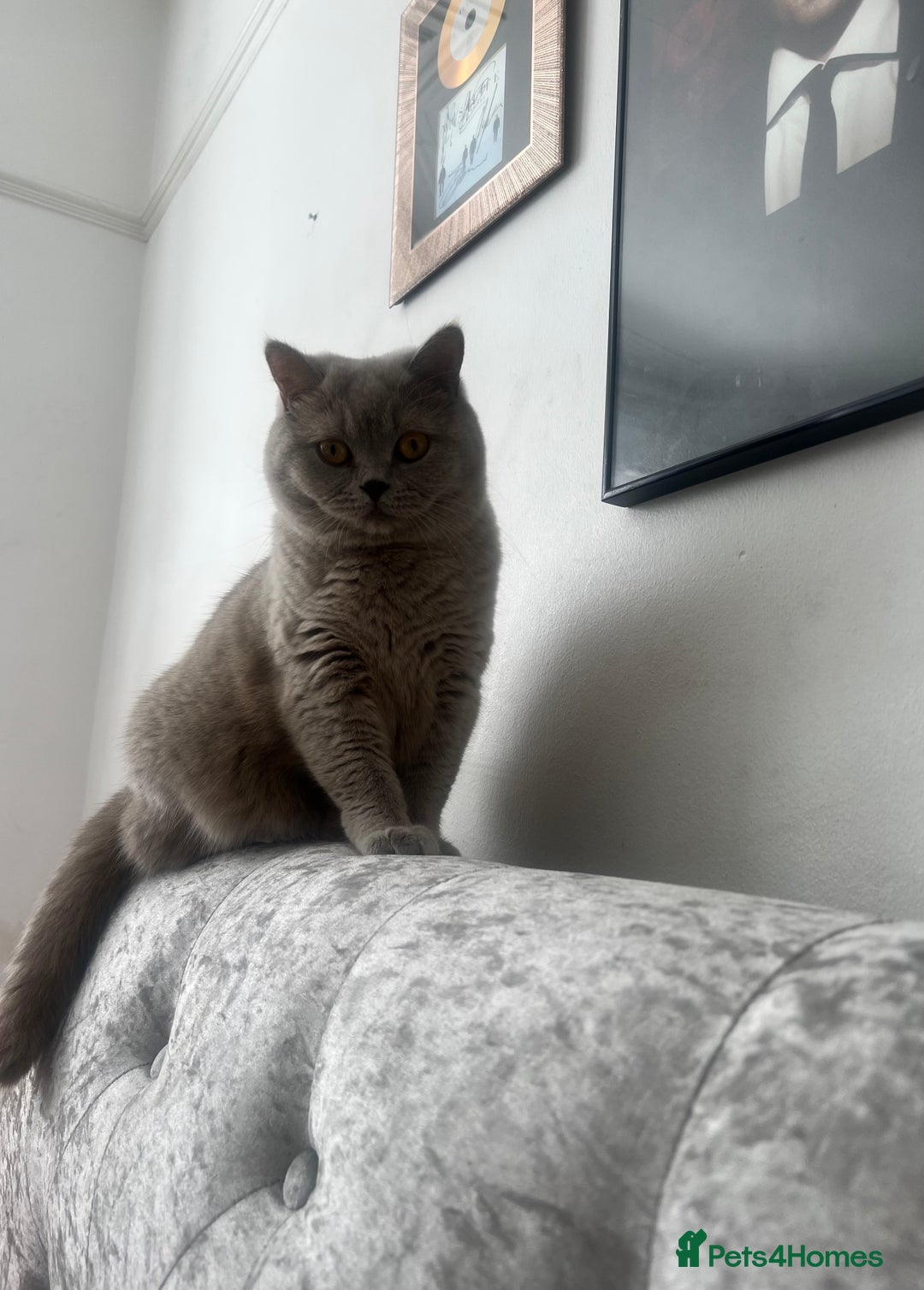 British Shorthair cats for sale: *** WANTED ***  - Image 5