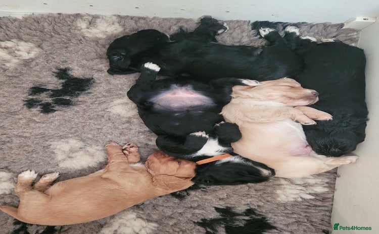 Cocker Spaniel dogs - Advert 15