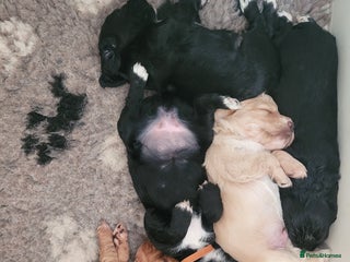 Cocker Spaniel dogs - Advert 1